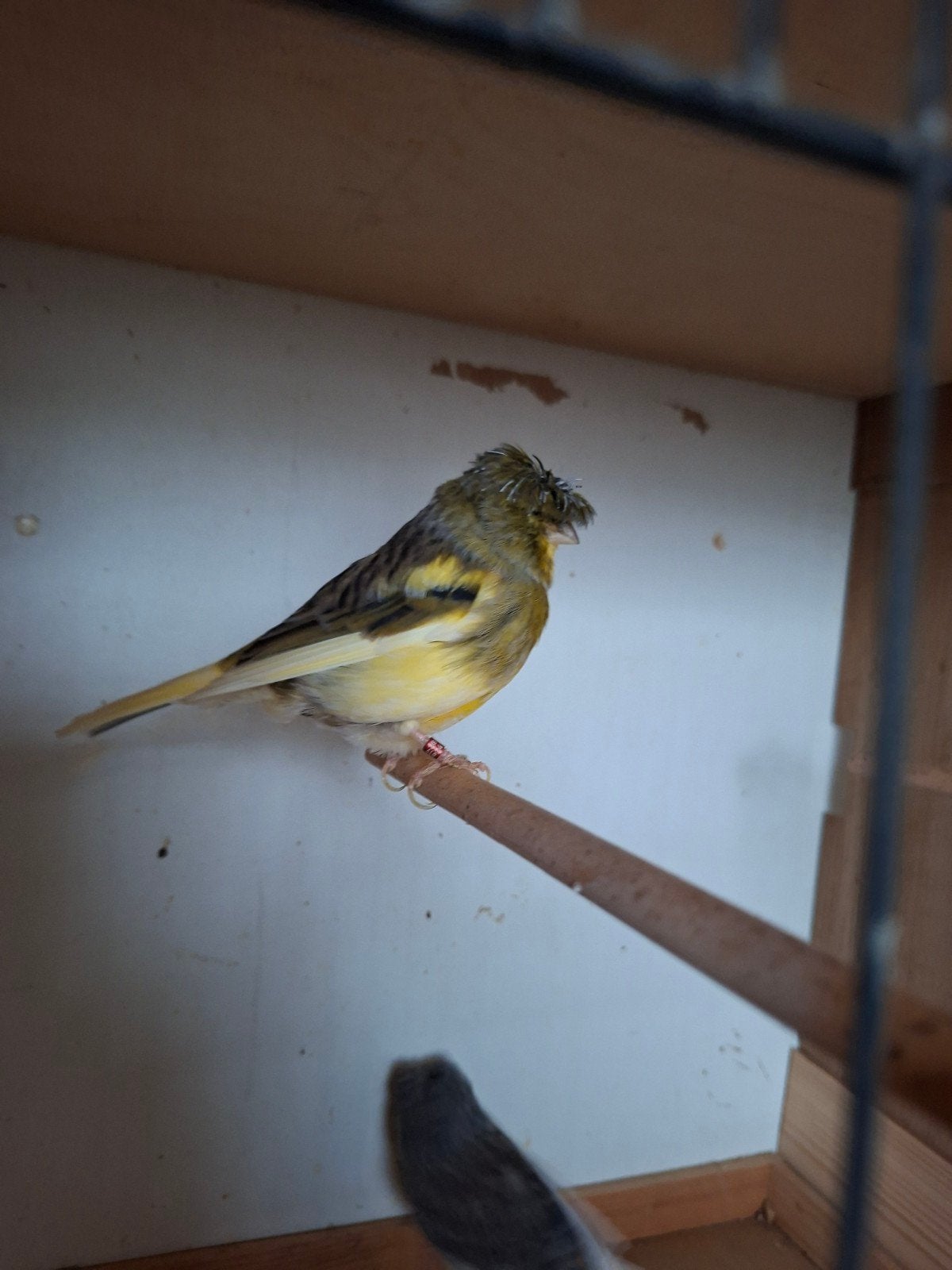 gloster, Dieren en Toebehoren, Mannelijk