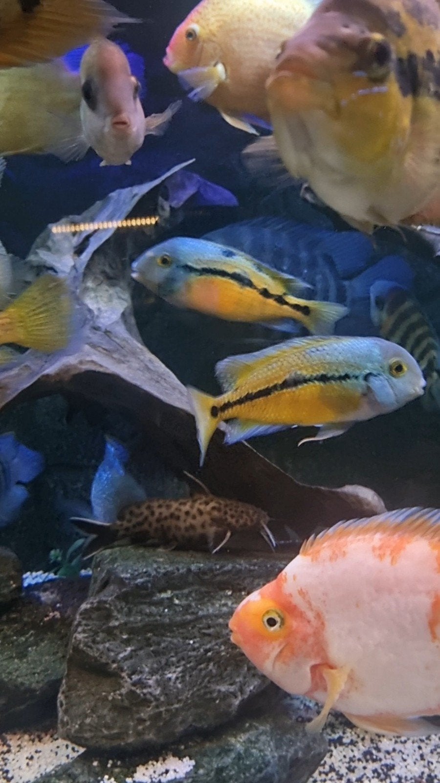 Nicaraguensis, Dieren en Toebehoren, Vis, Zoetwatervis, Schoolvis