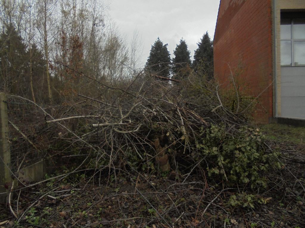 GRATIS hakselhout + nog 7 bomen te kappen in 1970 Wezembeek, Tuin en Terras, Brandhout, Ophalen