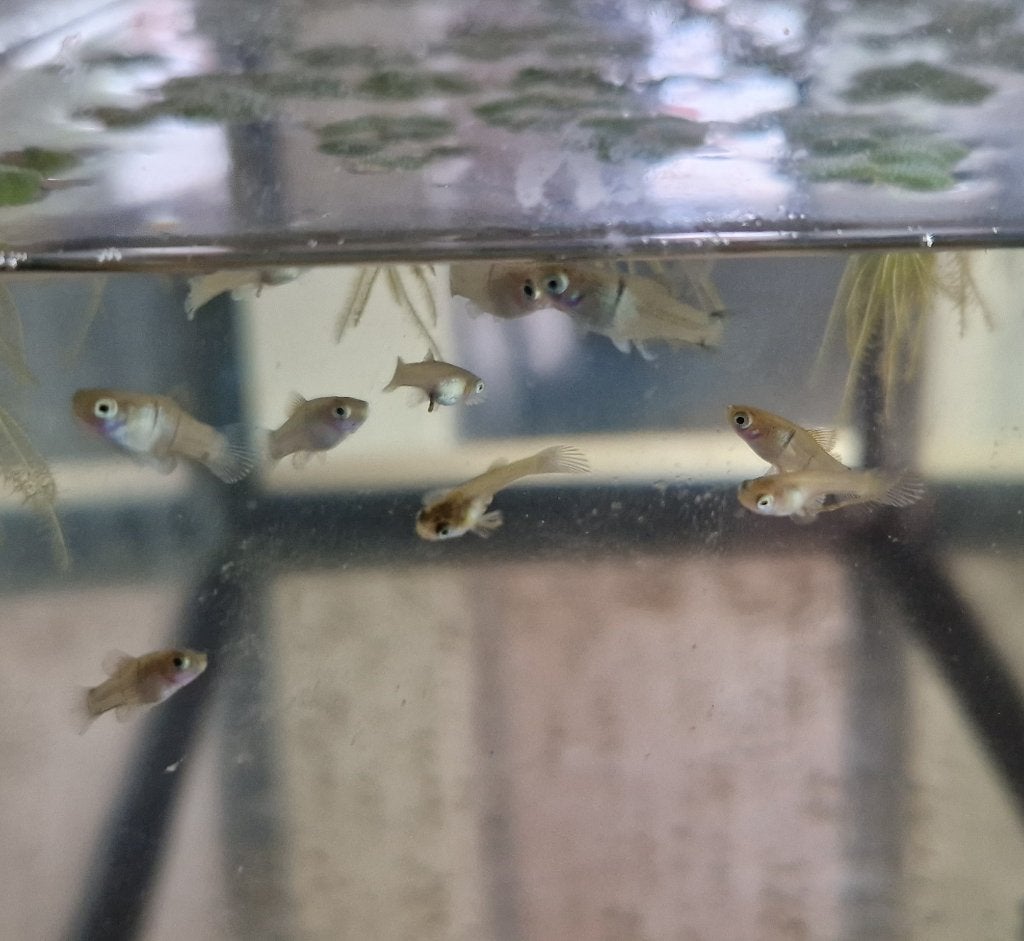 Guppen 3 a 4 weken, Dieren en Toebehoren, Vissen | Aquariumvissen, Vis, Zoetwatervis