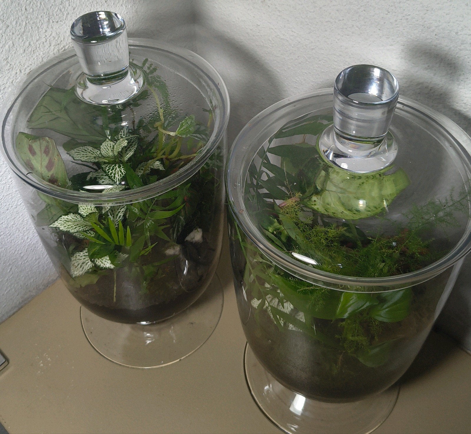 duo plantenbiotopen met glazen deksel, Ophalen