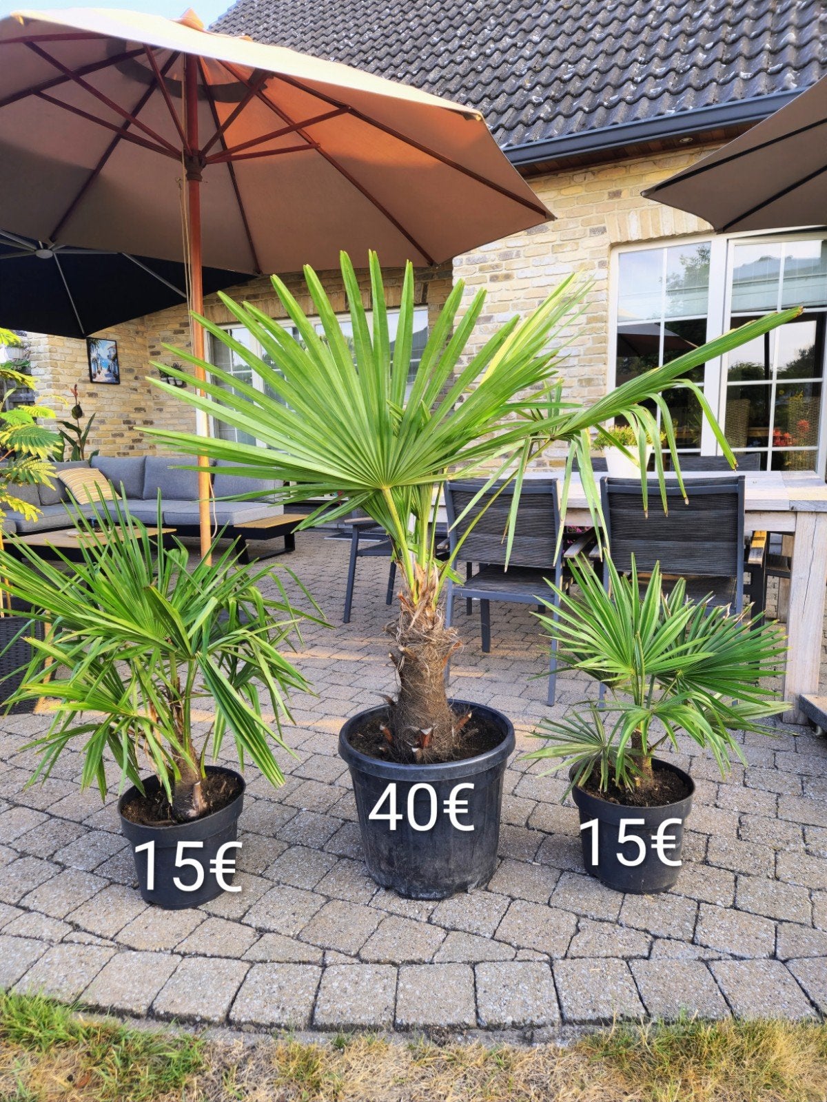 Trachycarpus (winterharde palm) eigen kweek ( 15 €-40€), Tuin en Terras, Planten | Tuinplanten, Ophalen