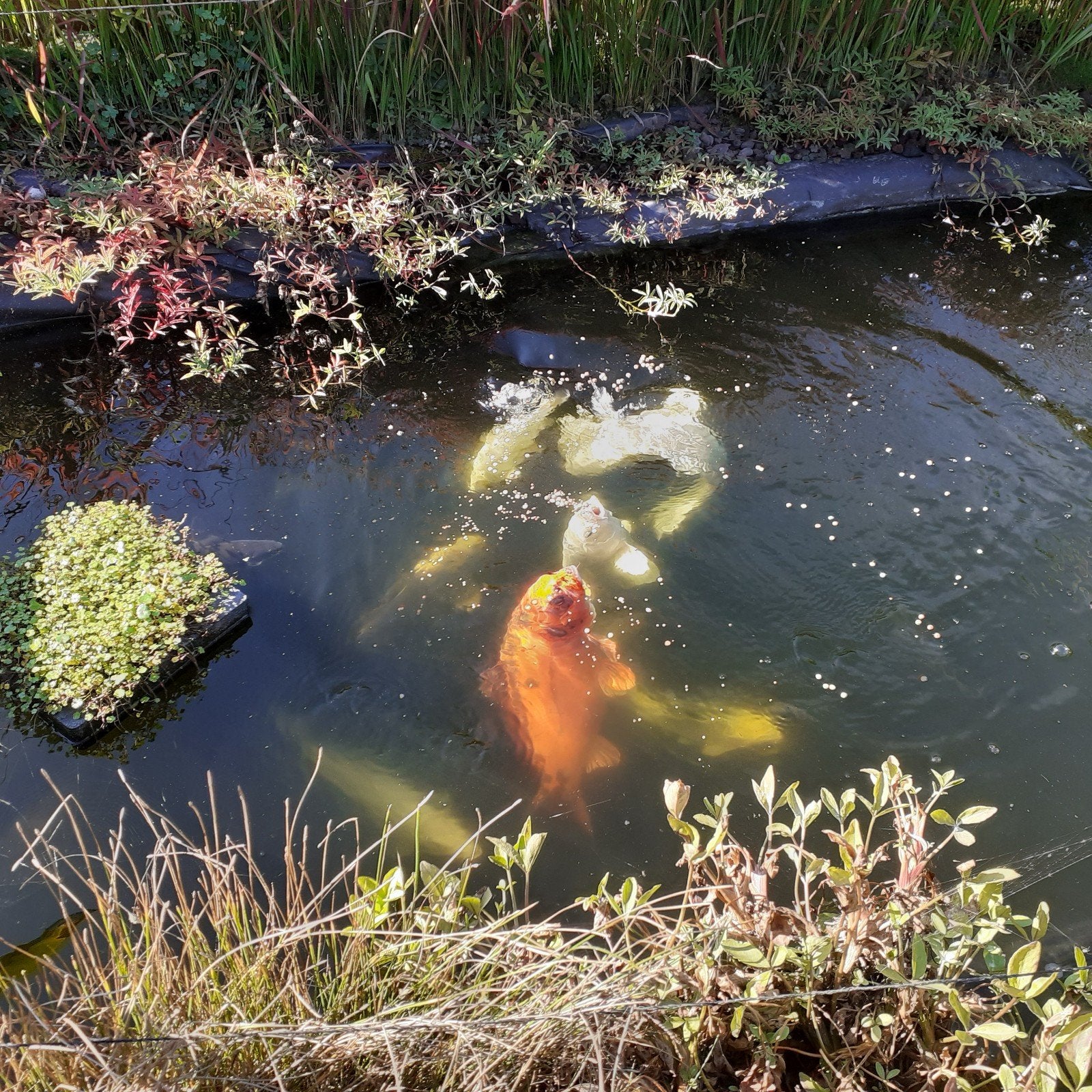 Israëlische koi, Dieren en Toebehoren