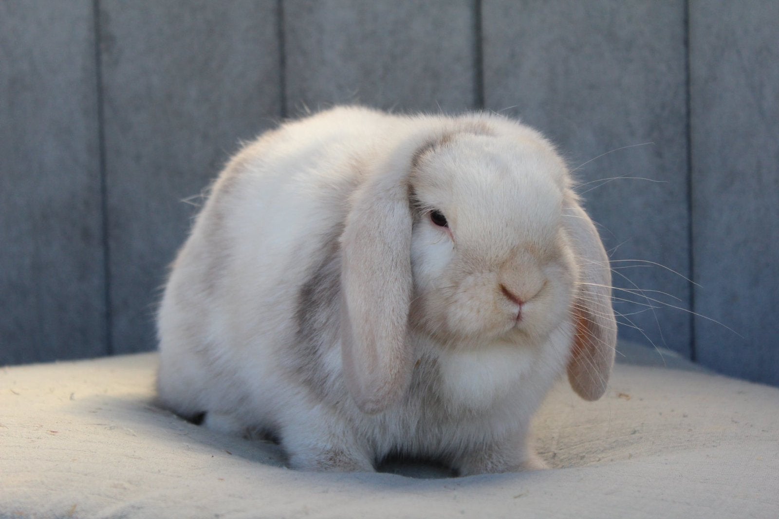 Minilop voedster, Femelle, Petit, Oreilles tombantes, 0 à 2 ans