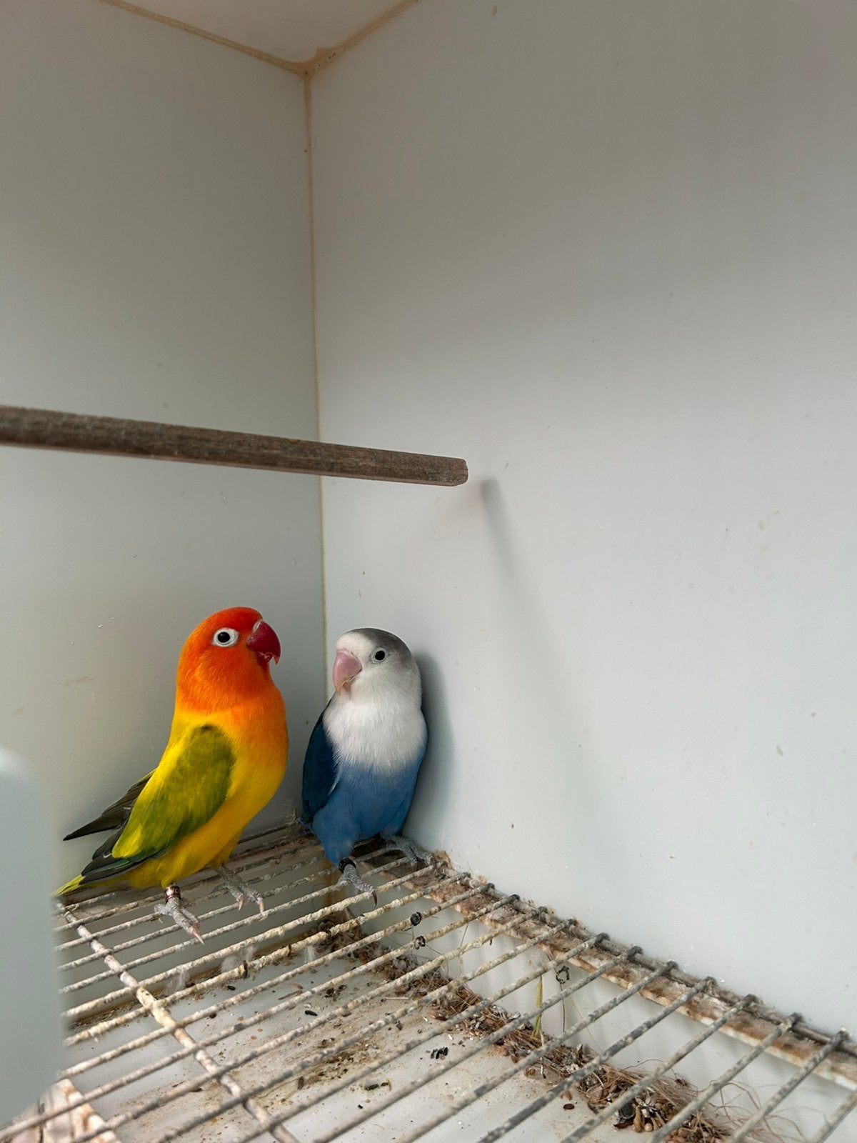 2 koppels ficherie en kweekbakke, Dieren en Toebehoren, Vogels | Parkieten en Papegaaien