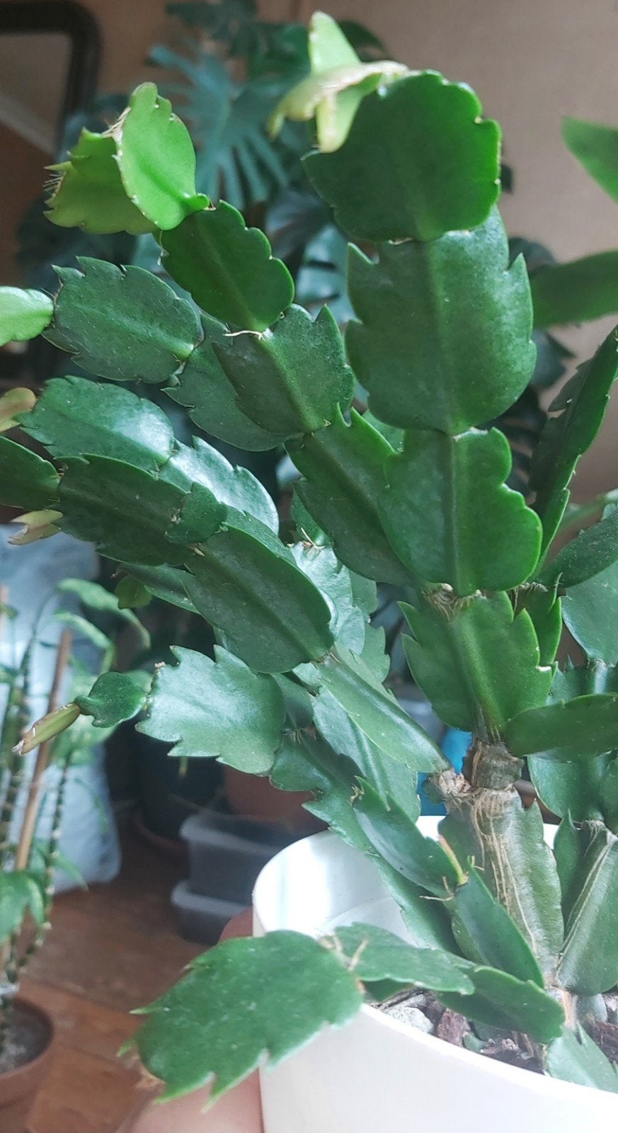 Schlumbergera truncata, Maison & Meubles, Enlèvement