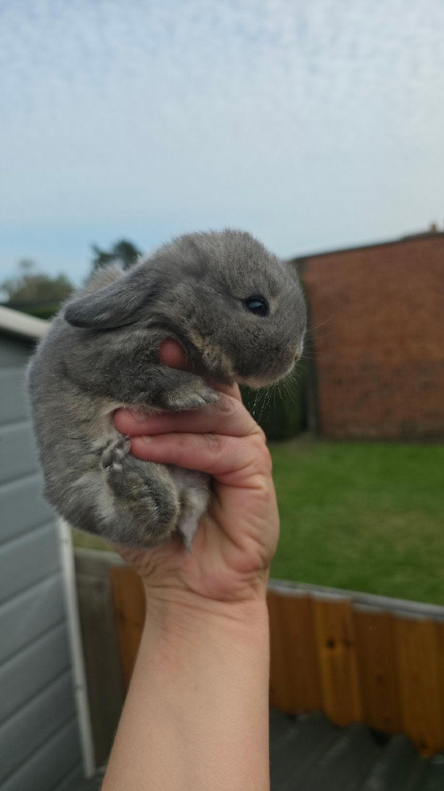 lieve babykonijntjes zoeken goeie thuis, Dieren en Toebehoren