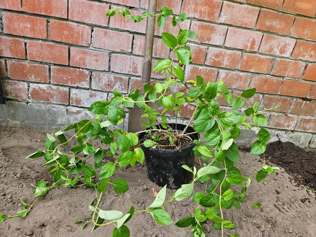 Japanse kamperfoelie (Lonicera Japonica), Tuin en Terras, Ophalen