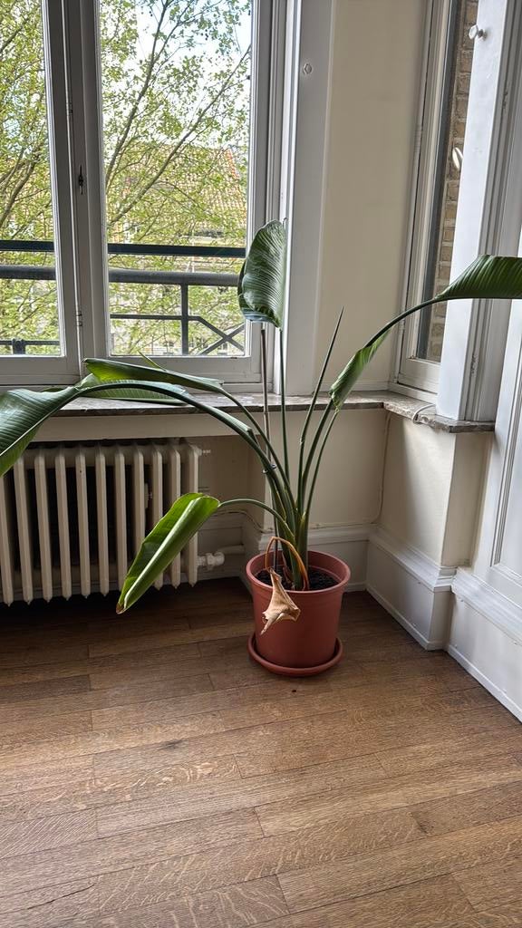 Plante d’interieur strelitzia, Enlèvement, Ficus