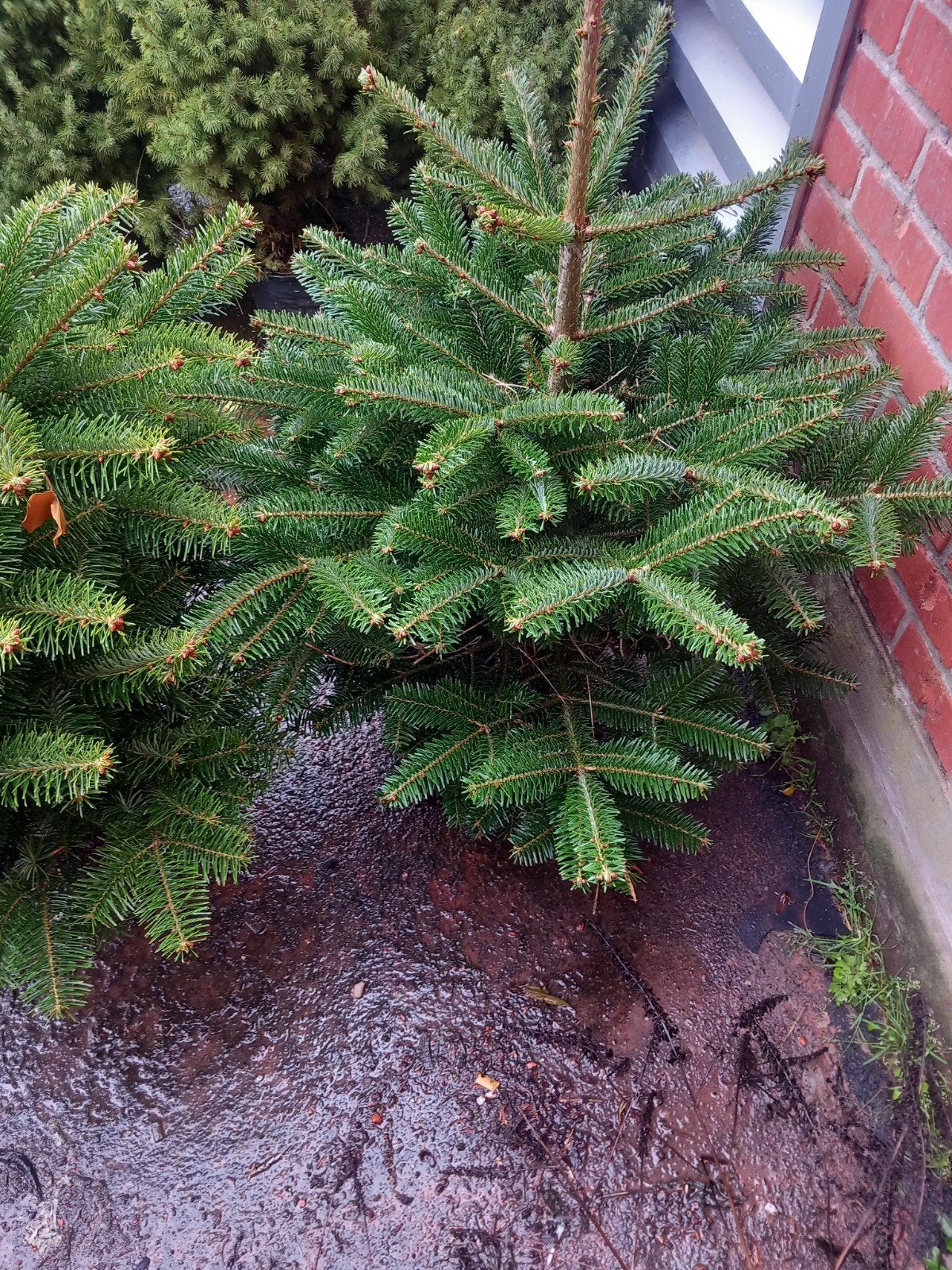 super actie in kerstbomen in pot geleverd over heel belgie, Tuin en Terras, Verzenden, In pot