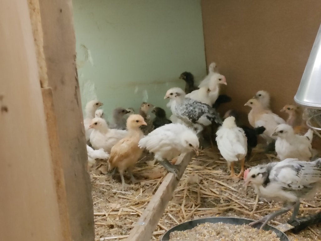 kuikens van witte legkippen 20 dagen oud, Sexe inconnu, Poule ou poulet
