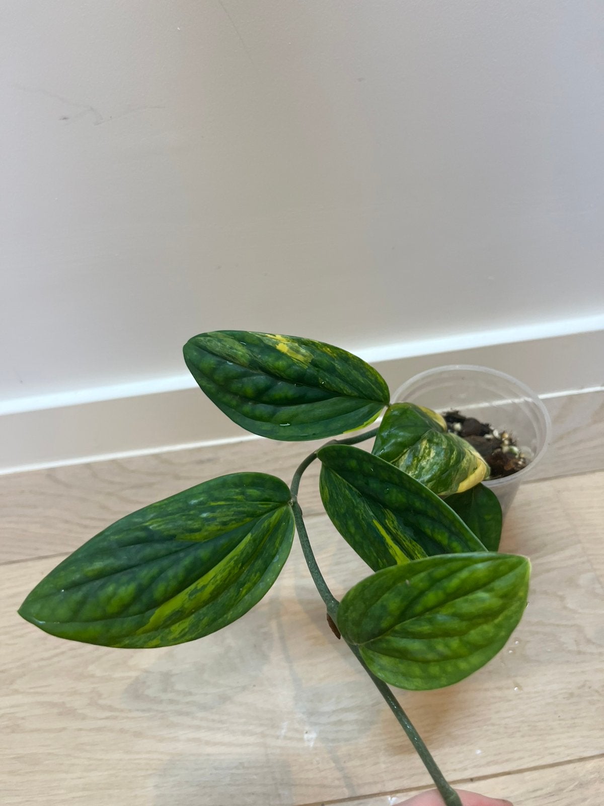 Monstera Karstenianum Peru Variegated, Huis en Inrichting, Kamerplanten, Ophalen of Verzenden