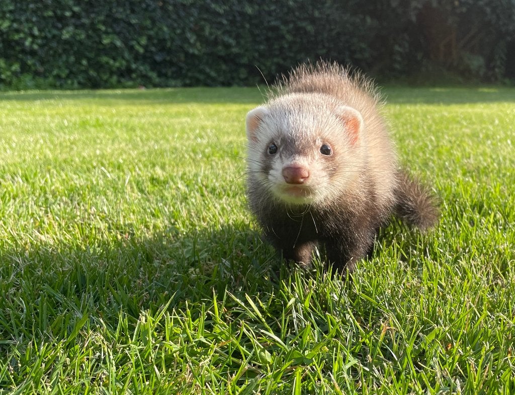 Super sociaal en speels fretje (1j) zoekt een warme thuis, Dieren en Toebehoren, April, Mannelijk