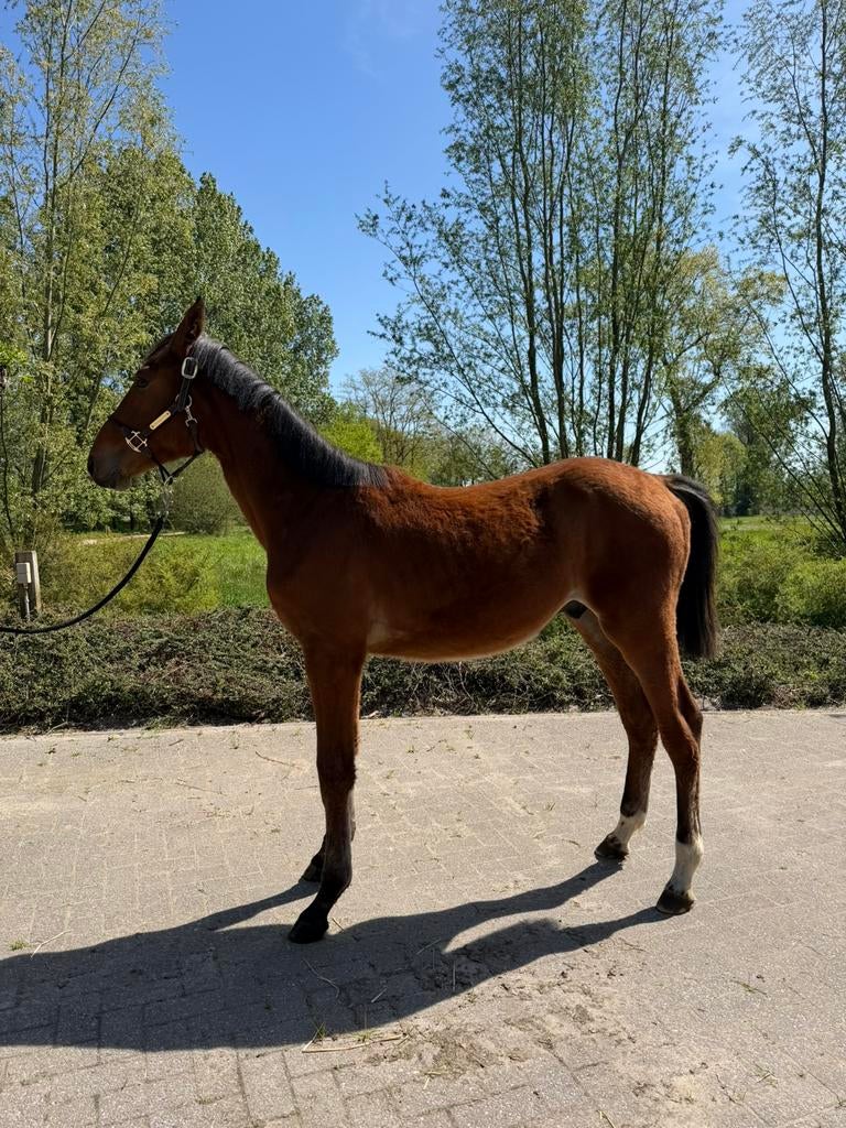 Bloedgefokte jaarling hengst Ultra Star X Chatinue, Dieren en Toebehoren, Paarden, Springpaard, Minder dan 160 cm, Met stamboom
