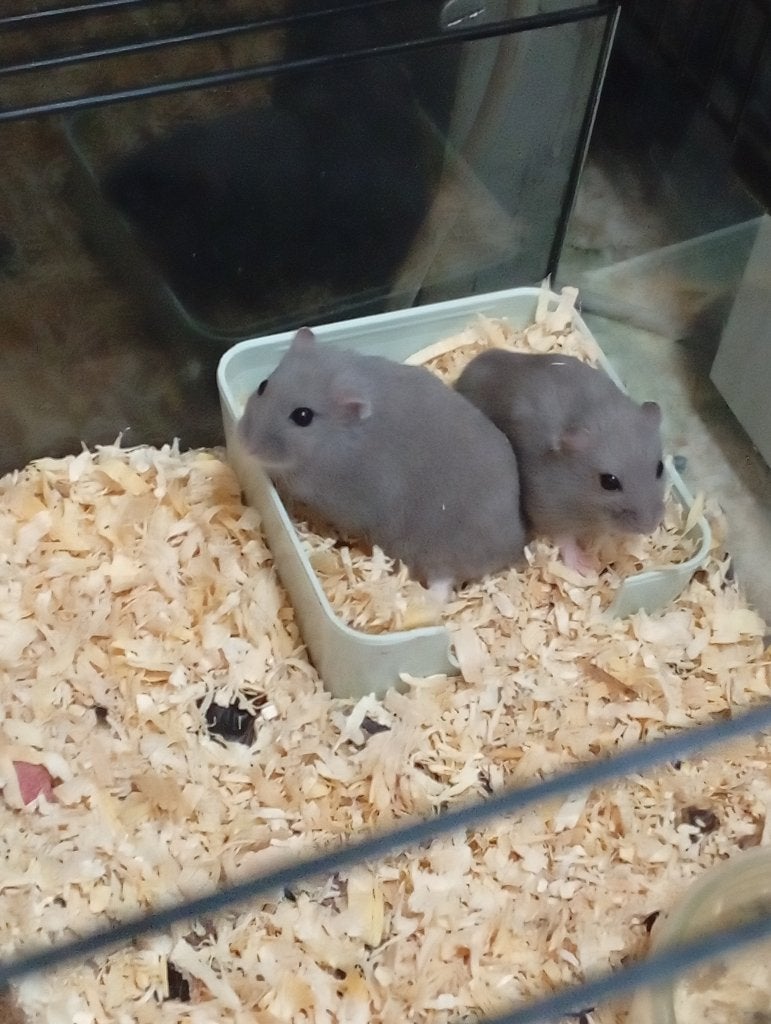 4 dwerghamsters grijze, Dieren en Toebehoren, Hamster, Augustus, Meerdere dieren, Tam
