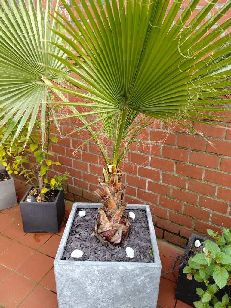 Washingtonia robusta, Tuin en Terras, Ophalen
