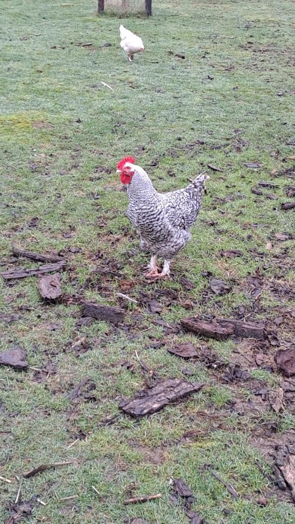 Mechelse koekoek en Marans haan, Dieren en Toebehoren