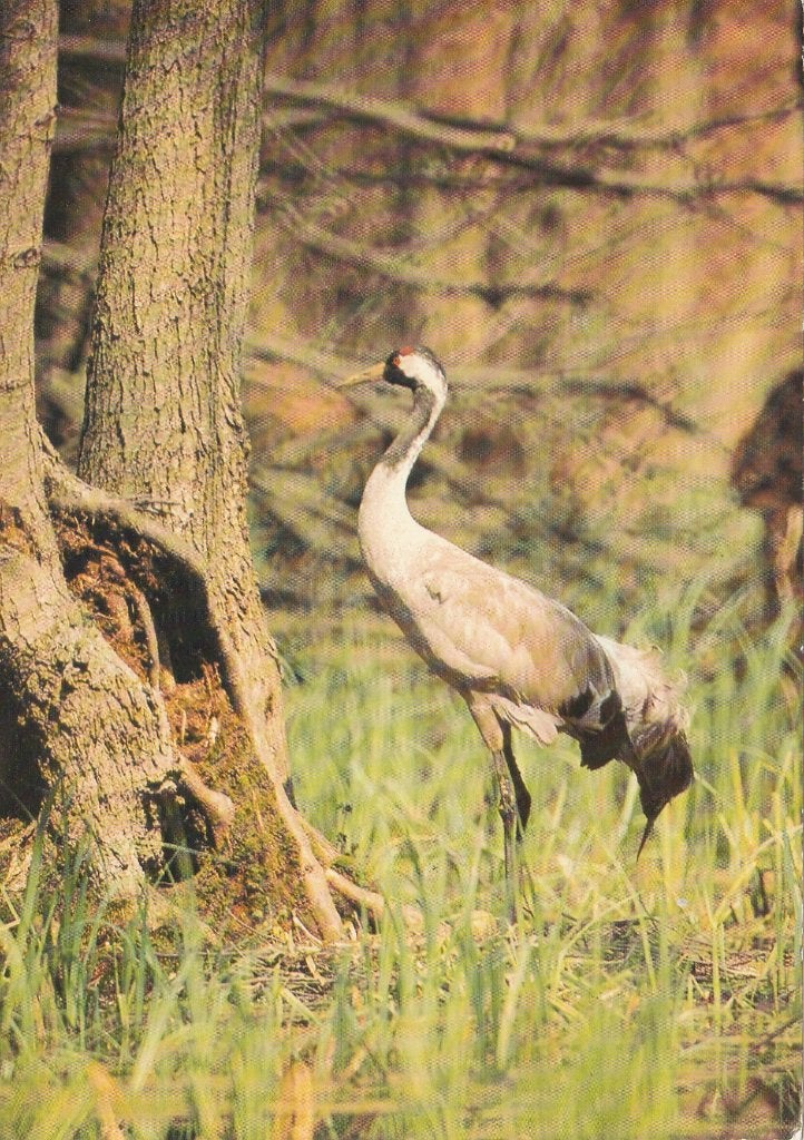 KRAANVOGEL, Verzamelen, Postkaarten | Dieren, Verzenden, 1980 tot heden, Gelopen, Vogel