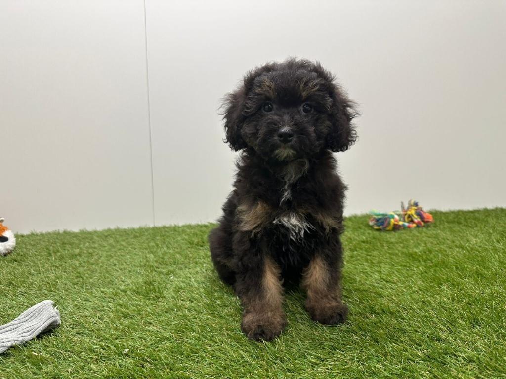 Havapoo pups, België, 8 tot 15 weken, Parvo, Meerdere
