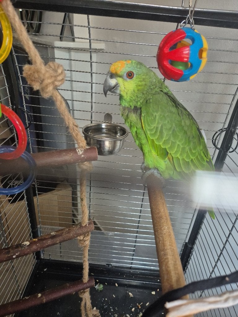 Couple amazon + cage, Meerdere dieren, Papegaai