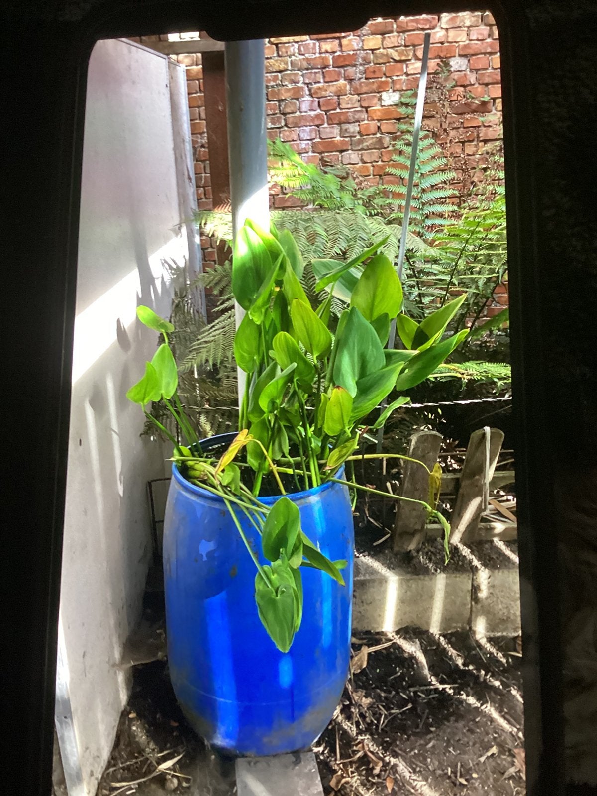 Vijverplanten, Ophalen, Zo goed als nieuw