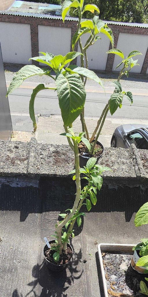 Brugmansia enkelvoudig roos, Autres espèces, Été, Enlèvement, Plante fixe