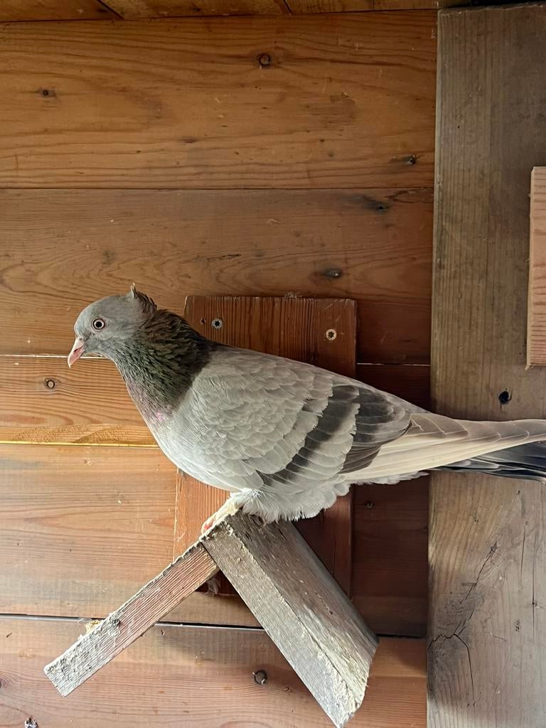Pigeon Takla