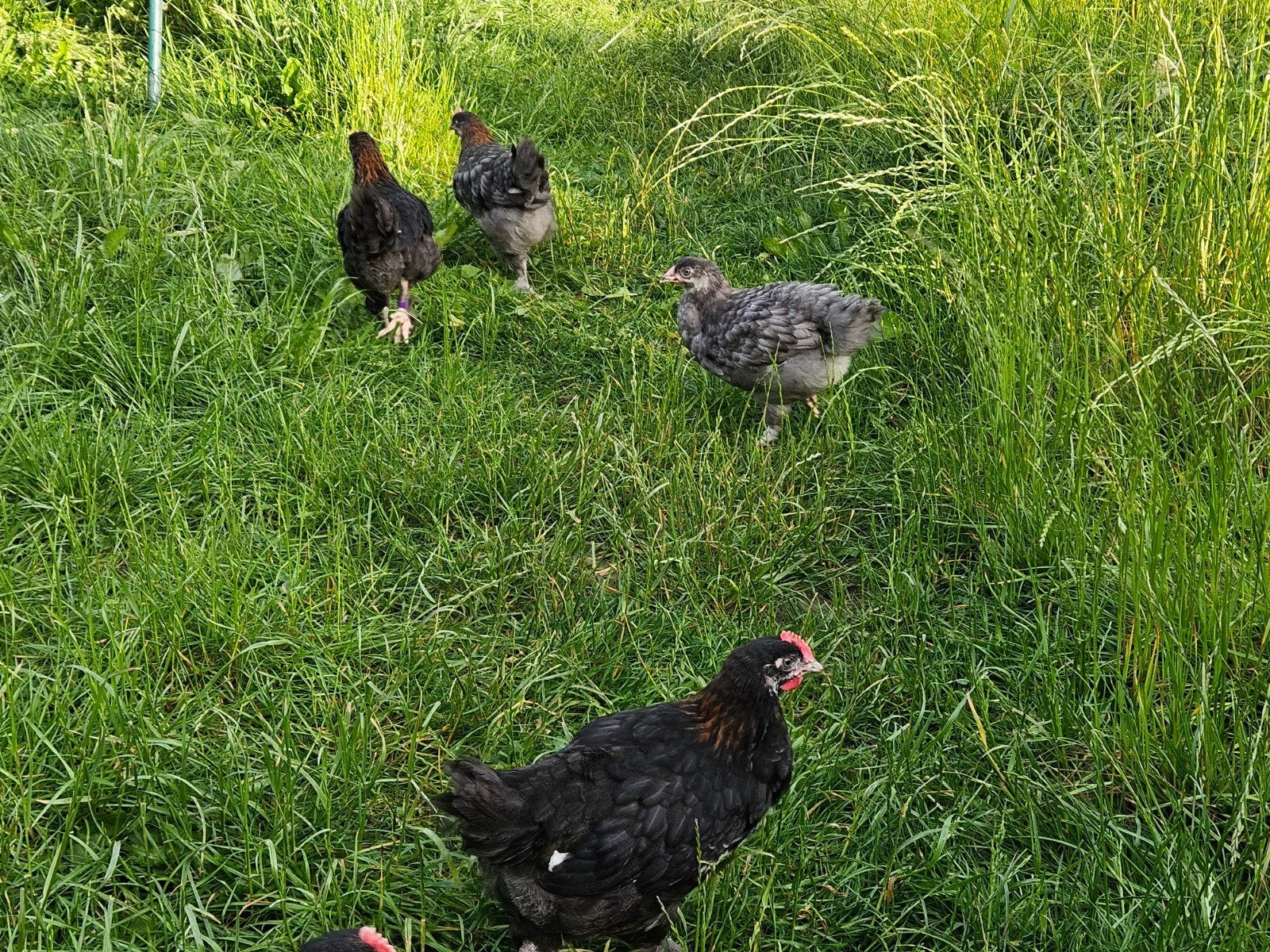 Raszuivere marans hennen en hanen, Dieren en Toebehoren, Pluimvee