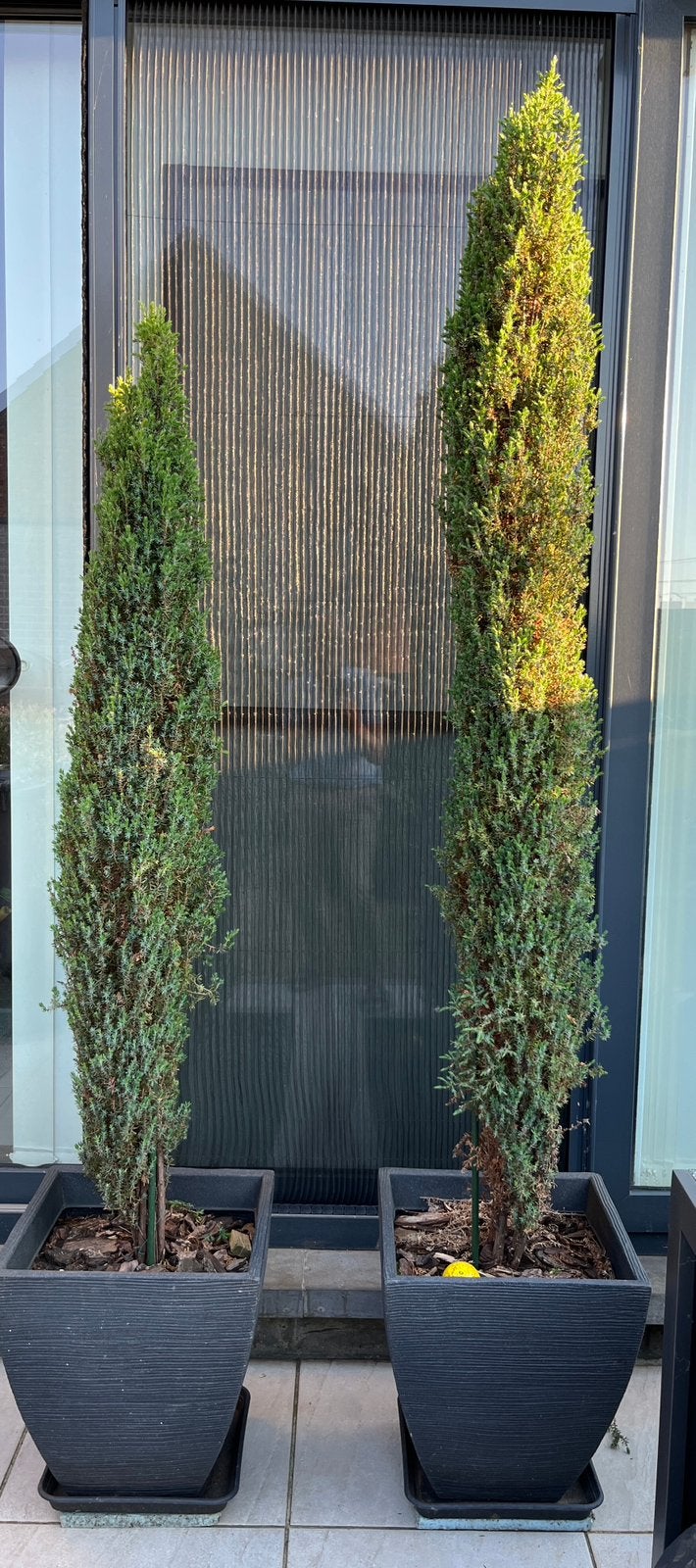 Set potten cipressen, Tuin en Terras, Planten | Bomen, Ophalen, In pot, Overige soorten