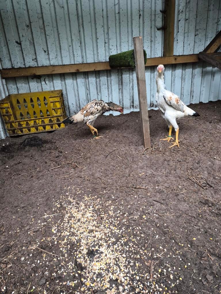Taiwanese shamo hennen te koop nog 3 stuks