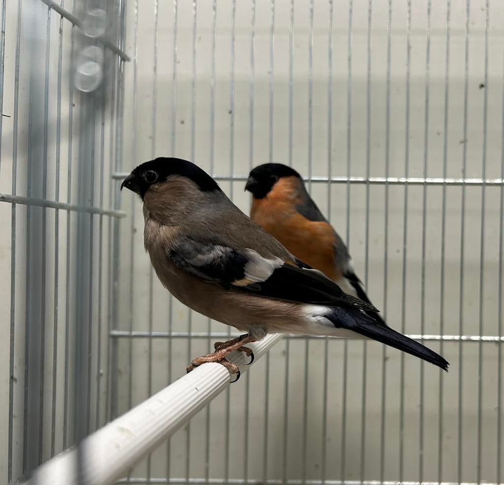 1 man Europese goudvink (kleine), Meerdere dieren, Wildzangvogel, Geringd