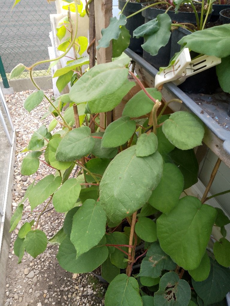 grote kiwi planten, Ophalen