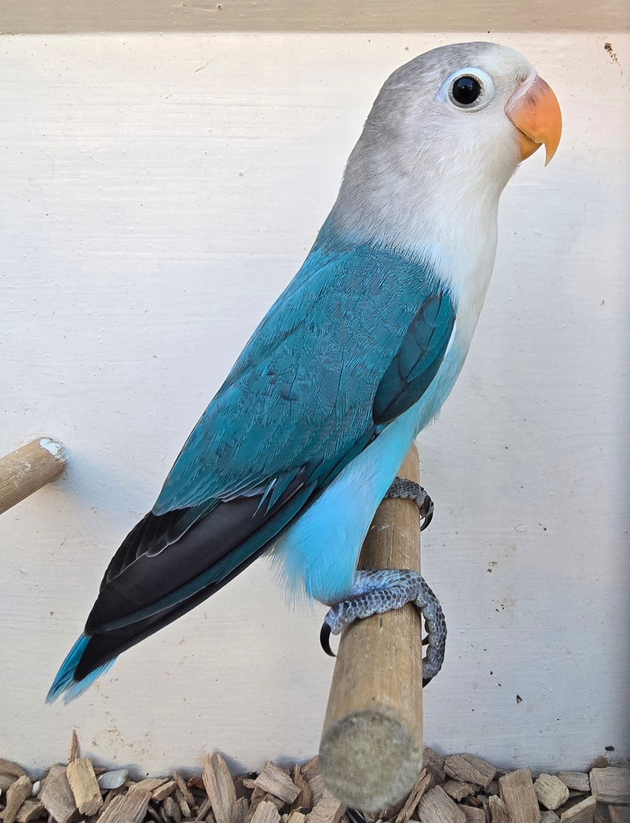 2 Blauwe Fischeri 2026, Dieren en Toebehoren, Geslacht onbekend, Dwergpapegaai of Agapornis, Geringd