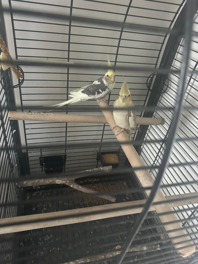 Vogels met kooi