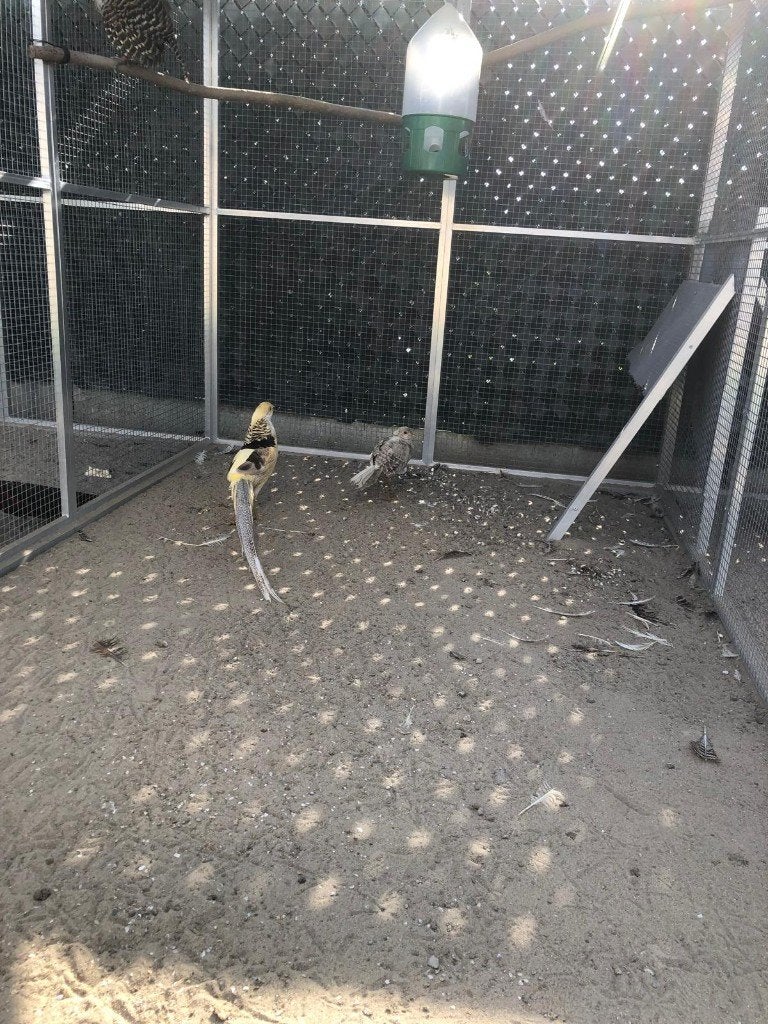 fazeanten, Dieren en Toebehoren, Overige soorten