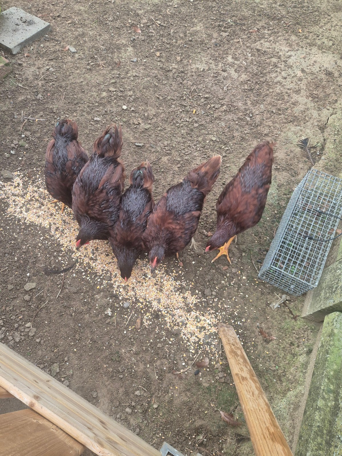 Haantjes,  Rhode Island Red, Mâle, Poule ou poulet