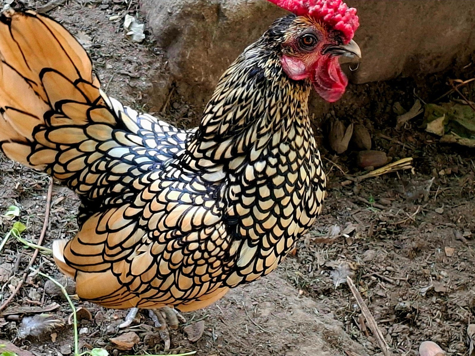 2-2   Sebright, citroen, 30 euro/ koppel, Plusieurs animaux, Poule ou poulet