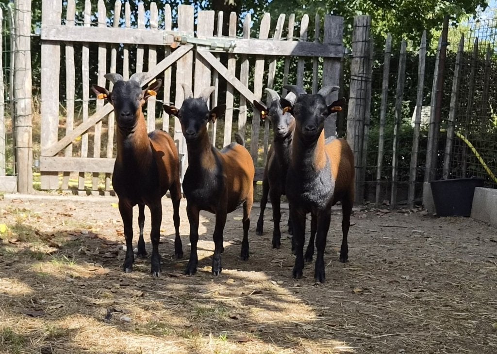 Dwerggeit bokjes - 4 zeer mooie bruine geitjes - stamboek, Mâle, Chèvre, 0 à 2 ans