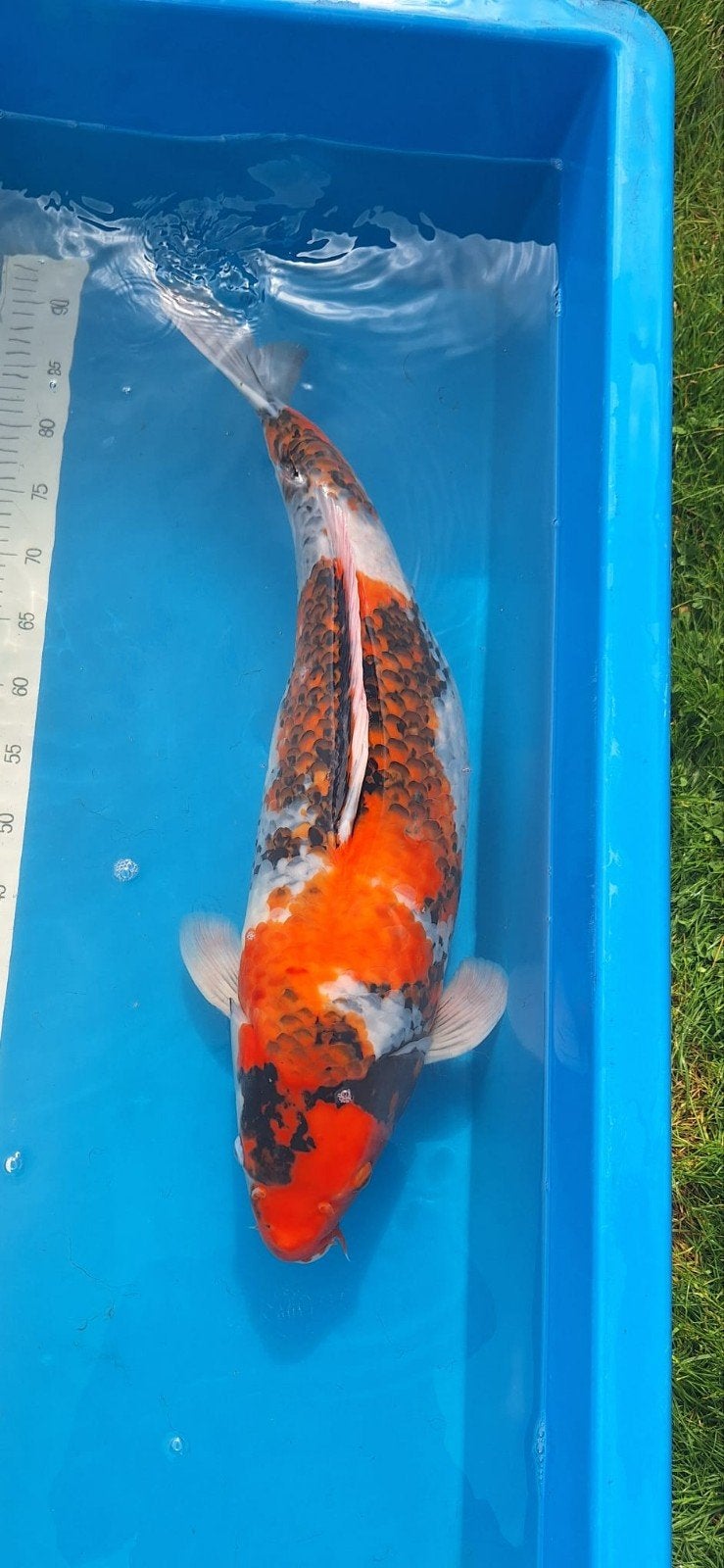 Koi Showa Ueno 68 cm, Animaux & Accessoires, Poissons | Poissons d'étang