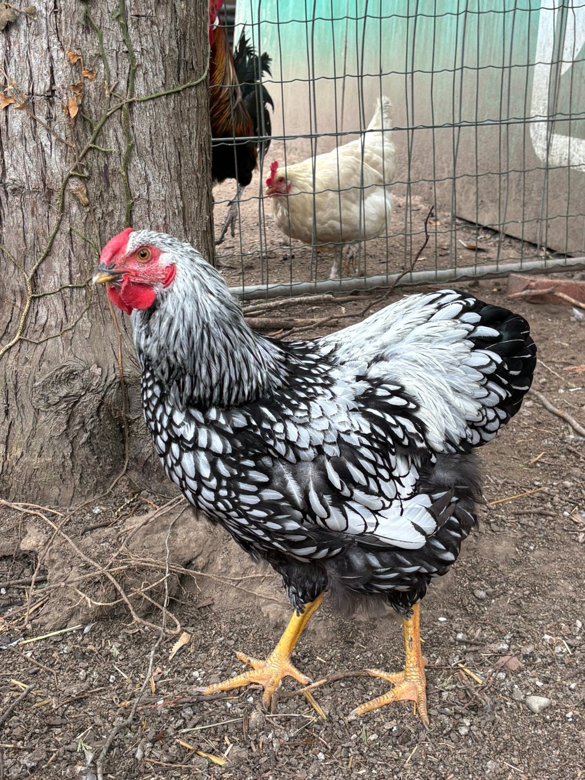 Wyandotte haan, Dieren en Toebehoren, Pluimvee, Mannelijk, Kip