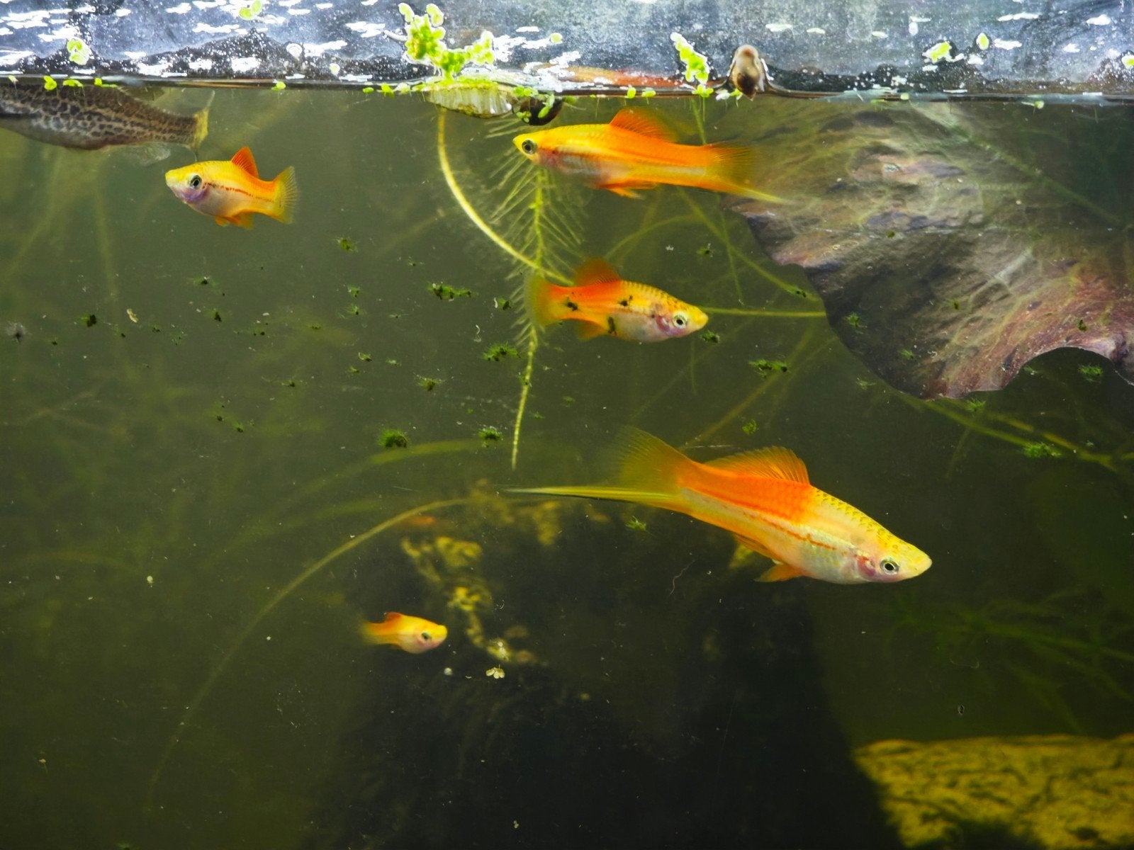 Aquarium visjes (Voorlopig gereserveerd), Dieren en Toebehoren, Vissen | Aquariumvissen