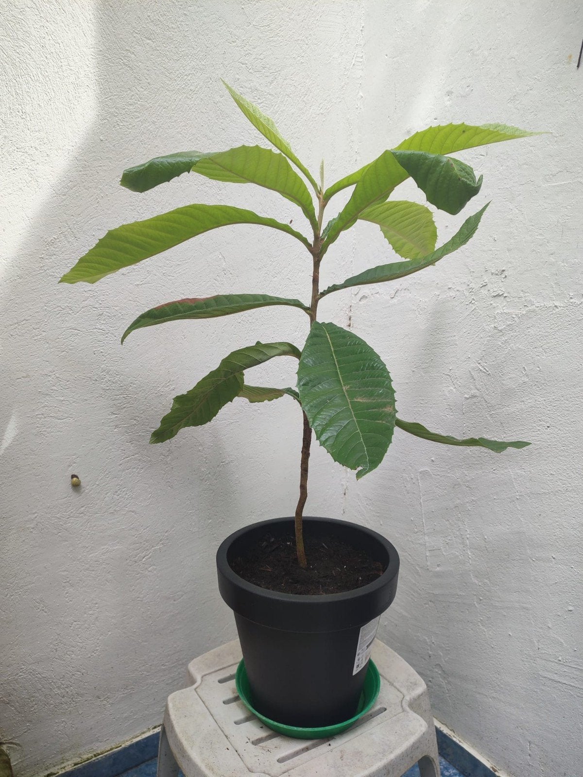 Néflier du Japon (Eriobotrya japonica), Enlèvement ou Envoi
