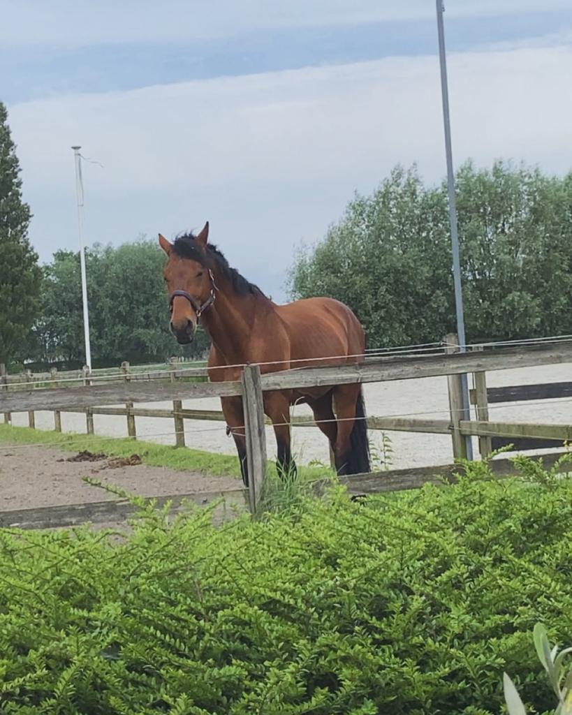 Coridor Van Eik Z, 11 ans ou plus, Avec pedigree, Cheval de saut, 170 à 175 cm