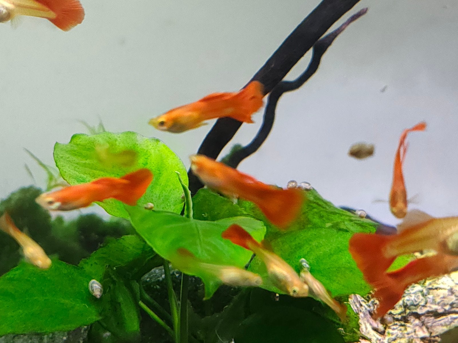 Super Red Flamingo swordtail guppy's