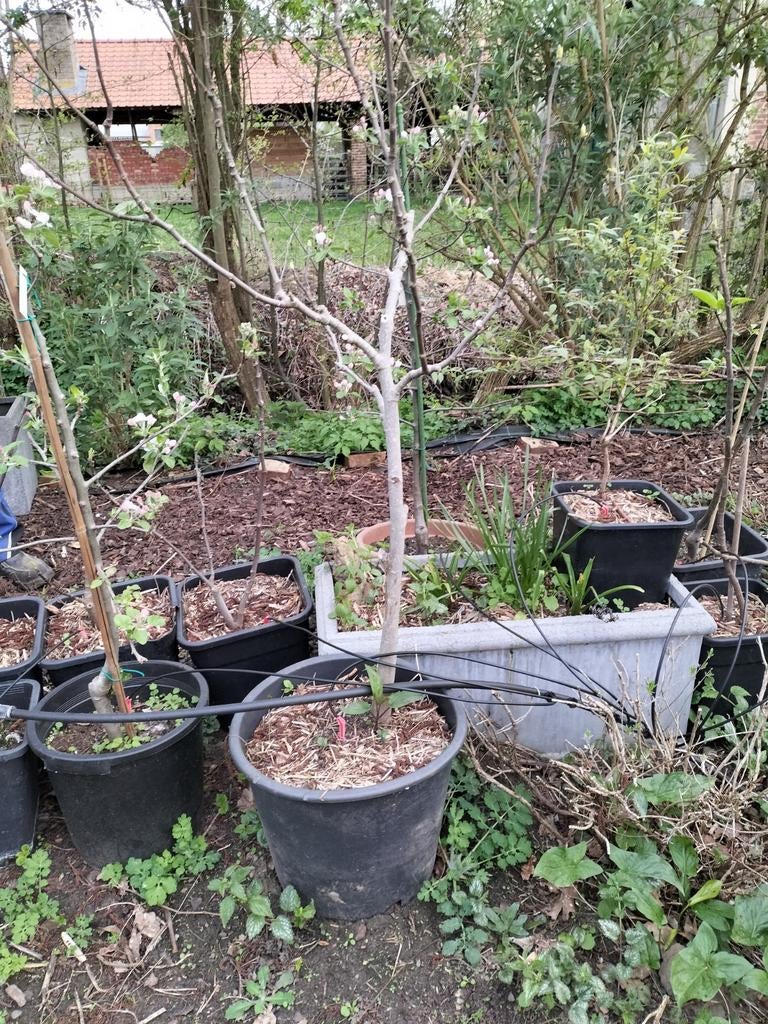 Vijgenboom op stam vruchtdragende, Ophalen