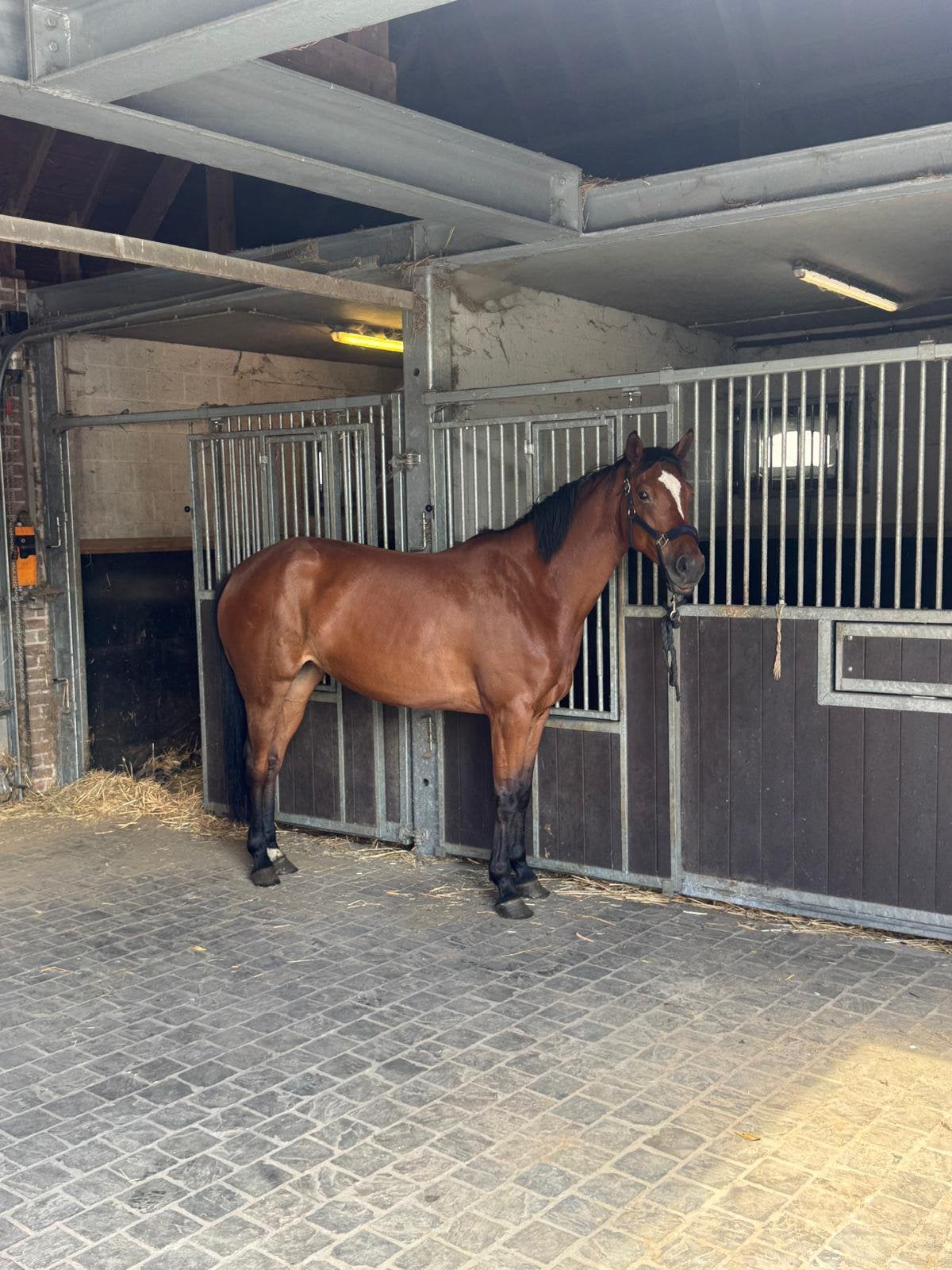 Knappe merrie!, Dieren en Toebehoren, Merrie
