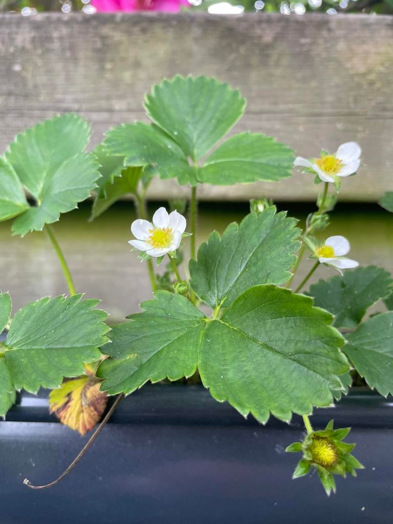 Aardbeiplantjes, Ophalen