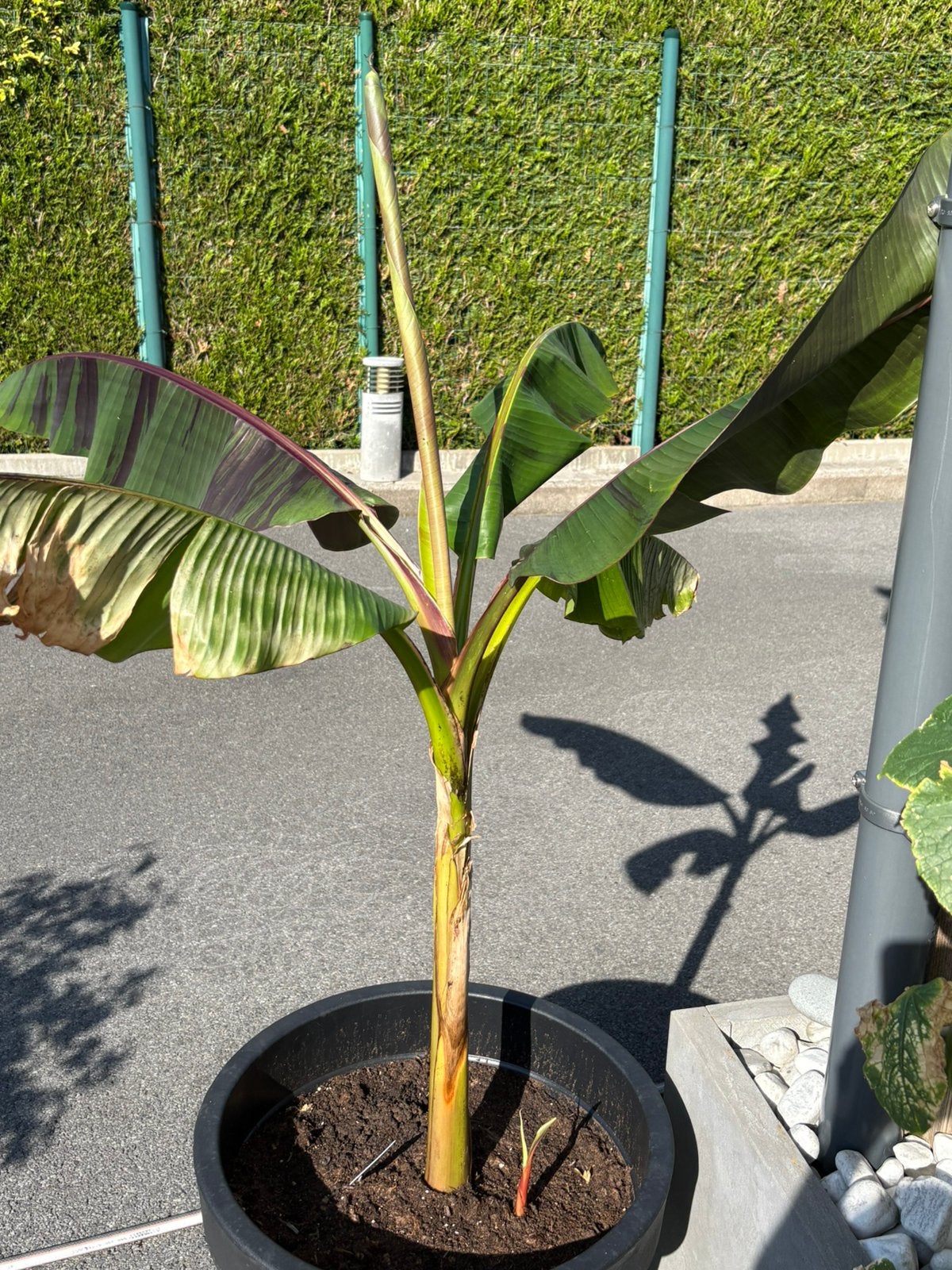 Musa ever red, Enlèvement