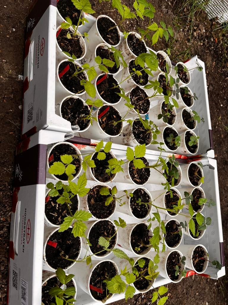 12 frambozenplanten(rood & geel)+ 8 aardbeienplanten – €10, Ophalen of Verzenden