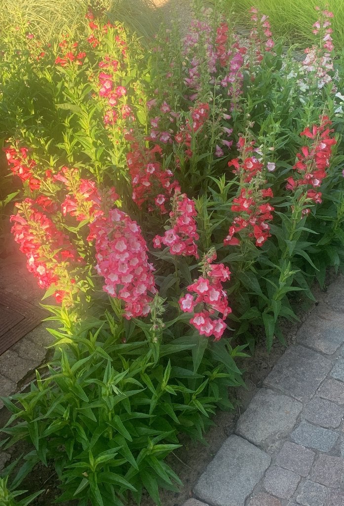 Penstemon (Slangenkopbloem), Autres espèces, Plein soleil, Été, Enlèvement